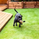black dog, playtime, back yard black dog, playtime, back yard